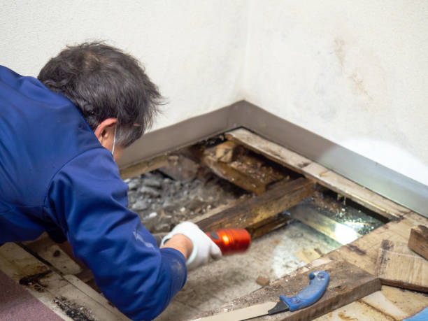 Best Mold Removal Company Near Me  in Spiro, OK