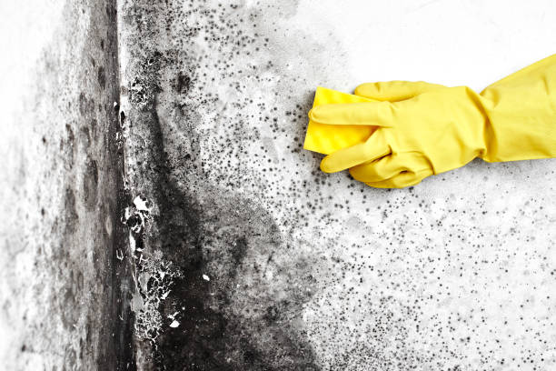 Best Mold Removal Near Me  in Spiro, OK