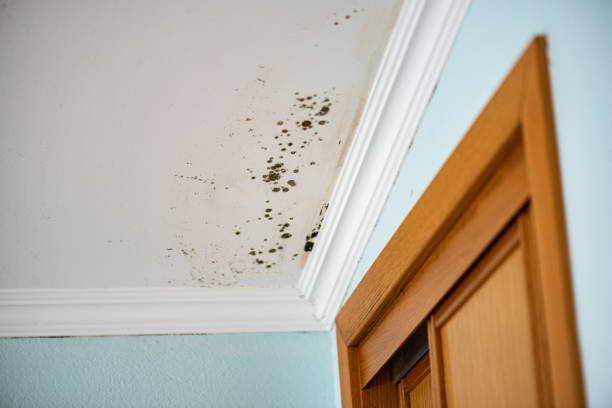 Certified Mold Removal in Spiro, OK