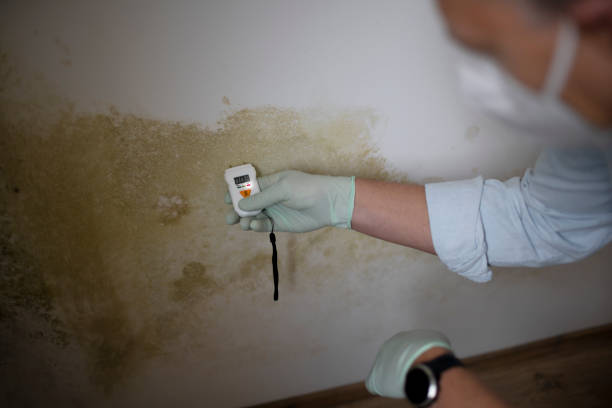 Best Black Mold Removal  in Spiro, OK