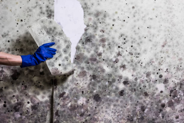 Best Home Mold Removal  in Spiro, OK